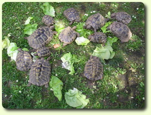 Alimentation des tortues